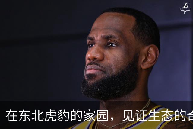 在东北虎豹的家园，见证生态的奇迹之旅